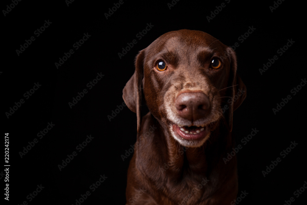 Brown Labrador Dog Showing Teeth Like Funny Smile on Black Background