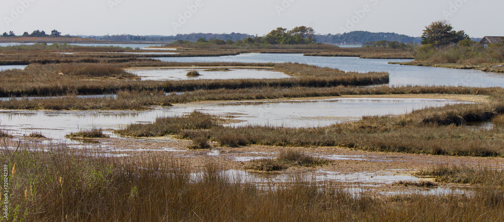 The wetlands of Assateague Island, part of the US National Park Service, in the spring