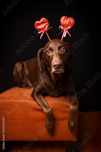 Brown Labrador Dog Wearing Heart Headband with Sad Lonely Expression