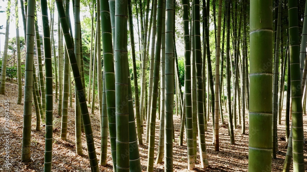 Fototapeta premium Bamboo, Bambus in der Natur