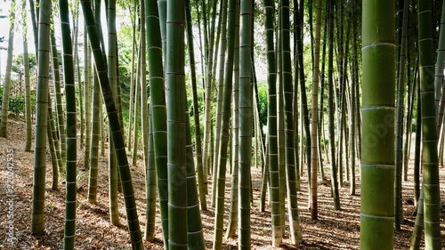 Bamboo  Bambus in der Natur