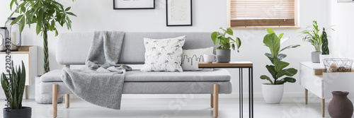 Grey lounge with blanket and pillows standing in real photo of white living room interior with fresh plants photo