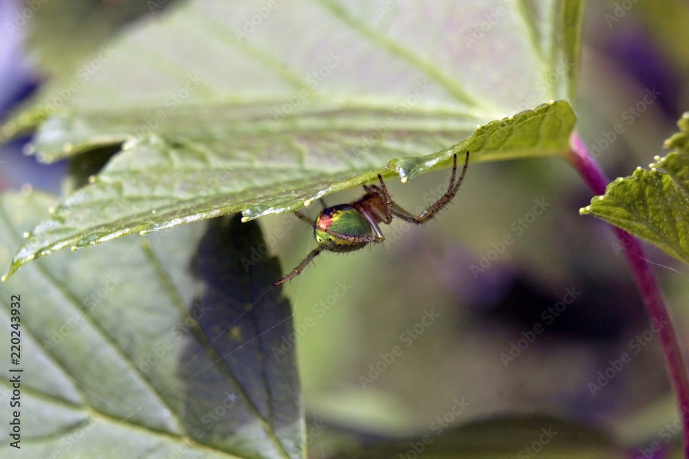 Fototapeta premium Spider's butt