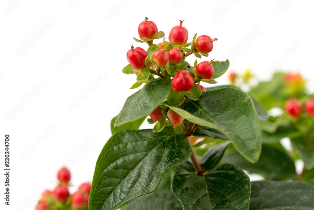 Obraz premium Johanniskraut (Hypericum perforatum)