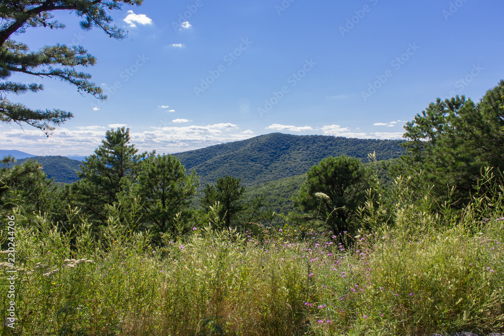 The Shenandoah Valley from a lookout at Skyline Drive with wild flowers