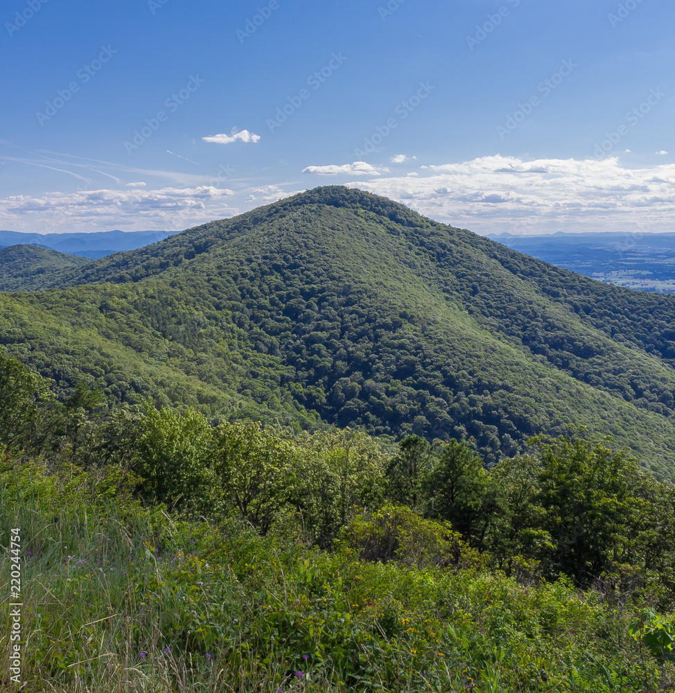 Fototapeta premium The Shenandoah Valley from a lookout at Skyline Drive with wild flowers