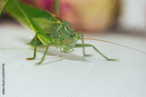 close-up photo of a locust close-up on a white background