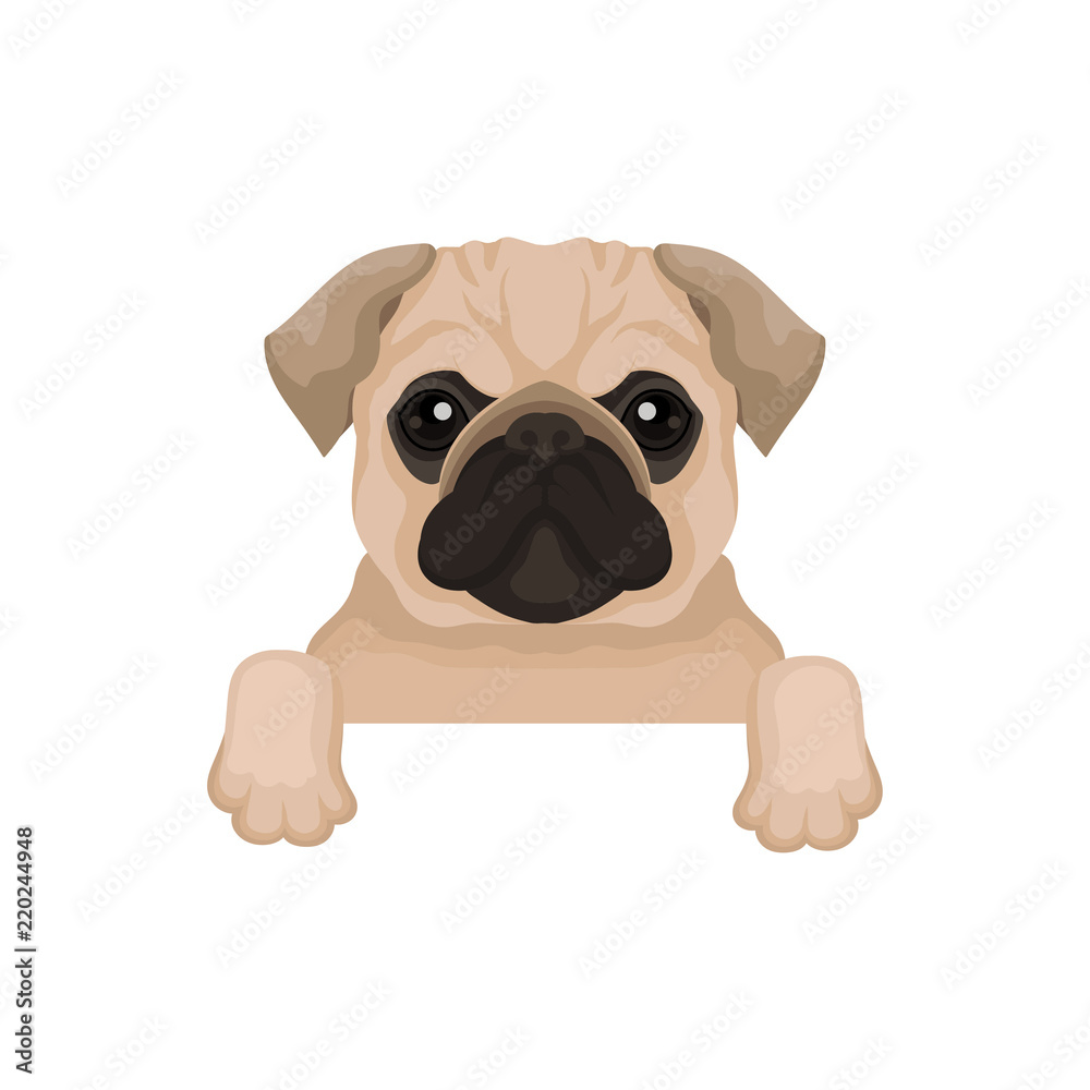 Pug puppy with cute muzzle hanging on invisible fence. Domestic animal.  Small home dog. Flat vector for advertising poster or banner Stock Vector |  Adobe Stock