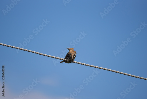 Starling, fluffed and sitting on the wire, looking at the camera