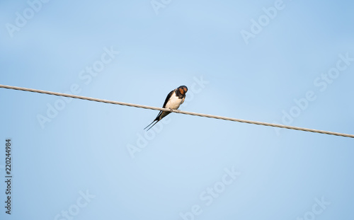 Barn swallow examines the camera from a height, tilting his head © Marina