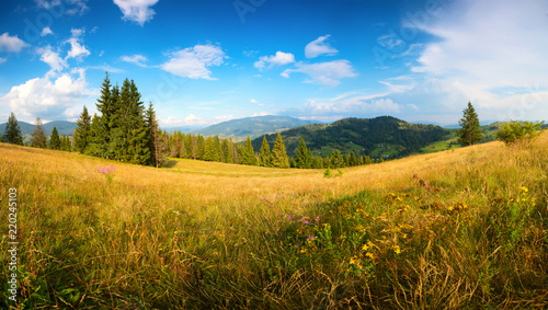 Sunny summer landscape