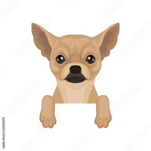 Chihuahua puppy hanging on invisible border. Home pet. Flat vector for promo poster of pet clinic or dog food packaging