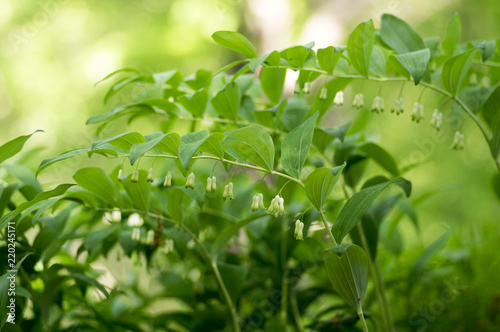 Polygonatum odoratum white forest flowers in bloom  springtime wild flowering plant