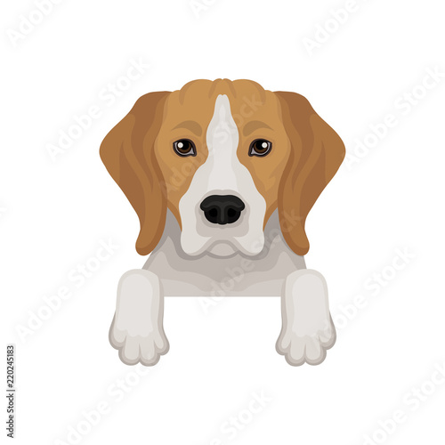 Lovely beagle dog peeking out from border. Cute muzzle and paws. Flat vector for advertising banner or flyer of vet clinic