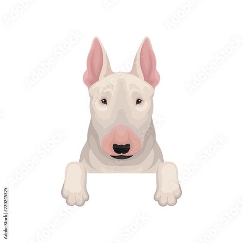 Bull terrier peeking out from border, muzzle and paws Fototapet