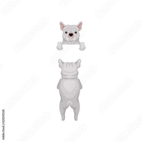 Friendly french bulldog s muzzle with paws. Dog standing on hind legs and peeking out from border, back view. Flat vector design