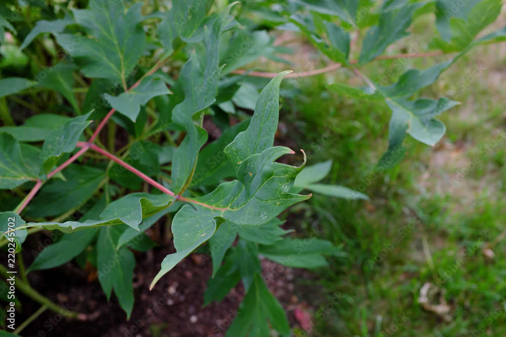 Obraz premium Paeonia, Souvenir de Maxime cornu