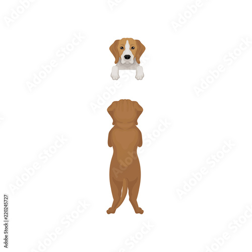 Flat vector illustration of beagle dog standing on hind paws and portrait of muzzle peeking out from border. Front and back view