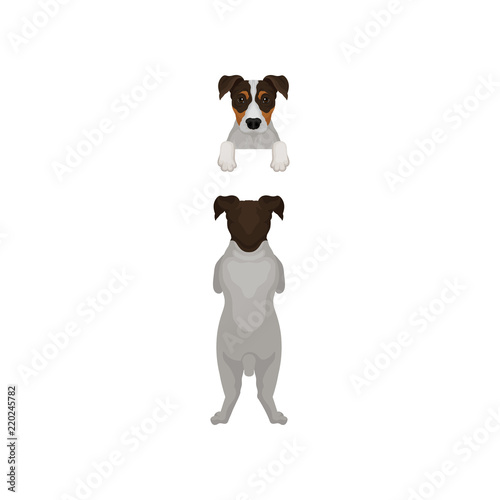 Back view of jack russell terrier standing on hind paws and muzzle peeking out from fence. Dog hanging on border. Flat vector design