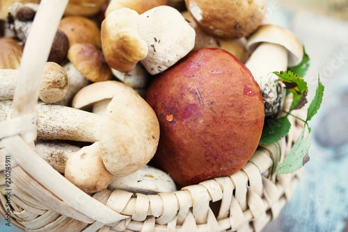 Variety of uncooked wild forest mushrooms in a basket 