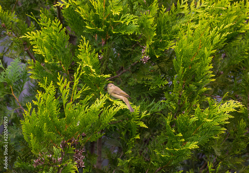 European greenfinch sitting on arborvitae Smaragd, and turned his head to the camera.