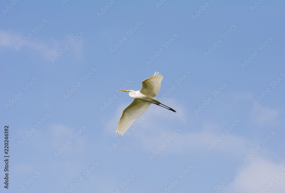 Fototapeta premium Great egret spread her wings wide and folded her neck on the blue sky background.