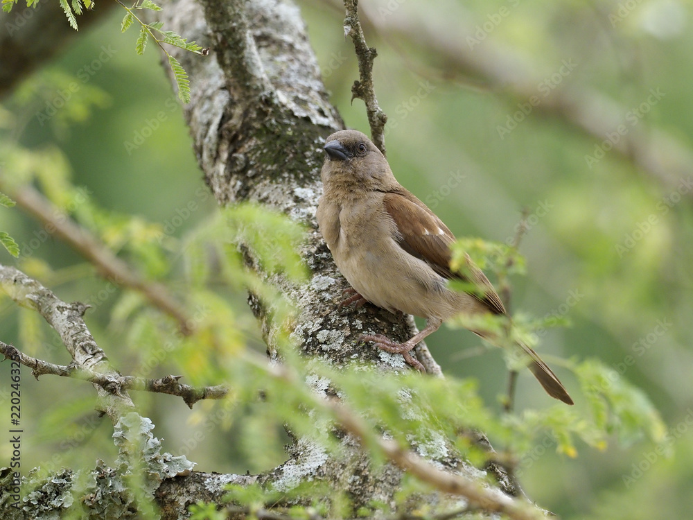 Grey-headed sparrow, Passer griseus Grey-headed sparrow, Passer griseus