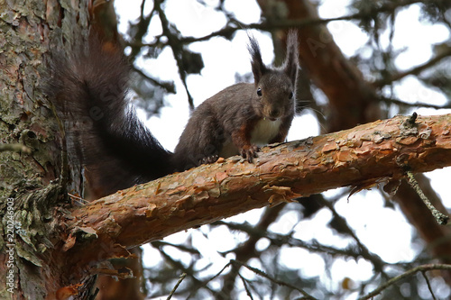Eichhörnchen © Ralph