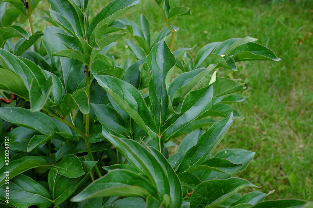 Obraz premium Paeonia, Granat