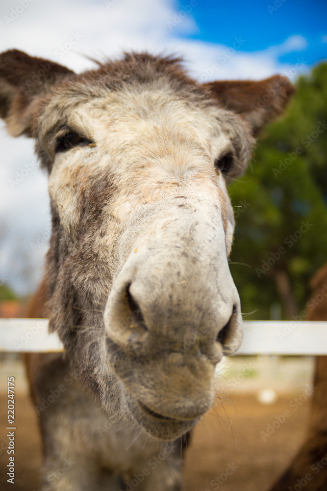 This lovely donkey wants to kiss you