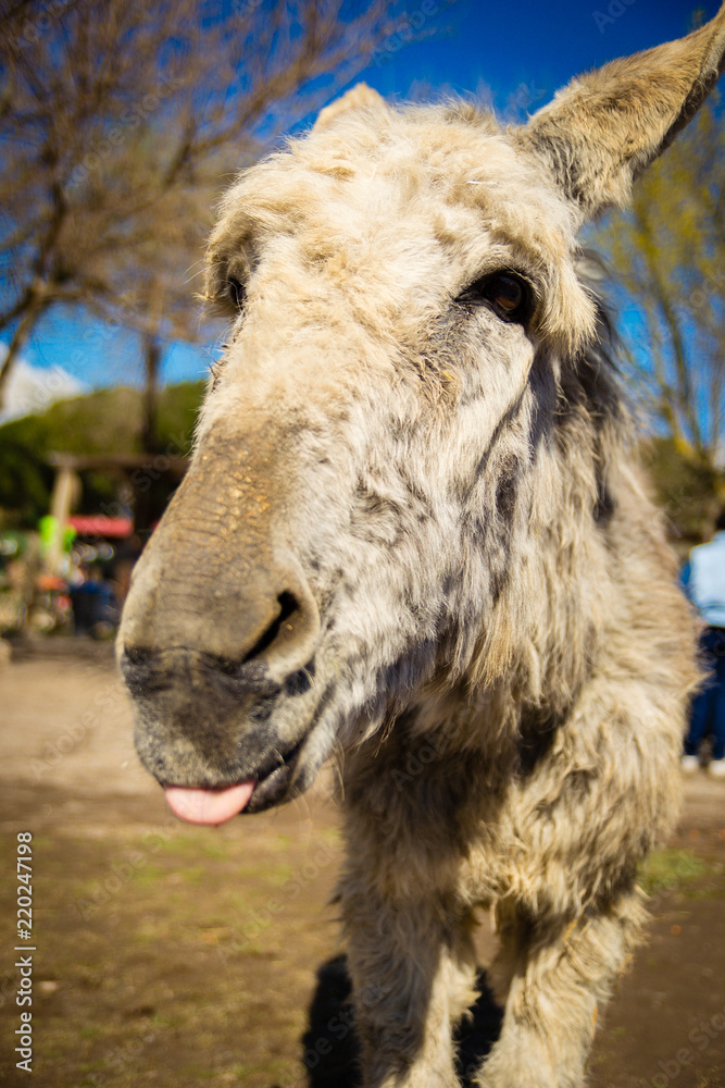 White donkey showing its tongue joking