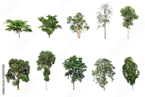 Foto The collection many tree species included on white background.