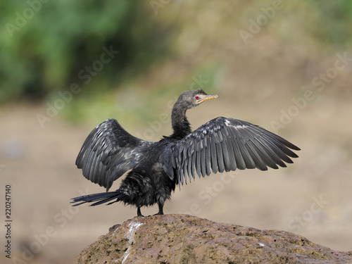Fotografía Long-tailed cormorant, Phalacrocorax africanus