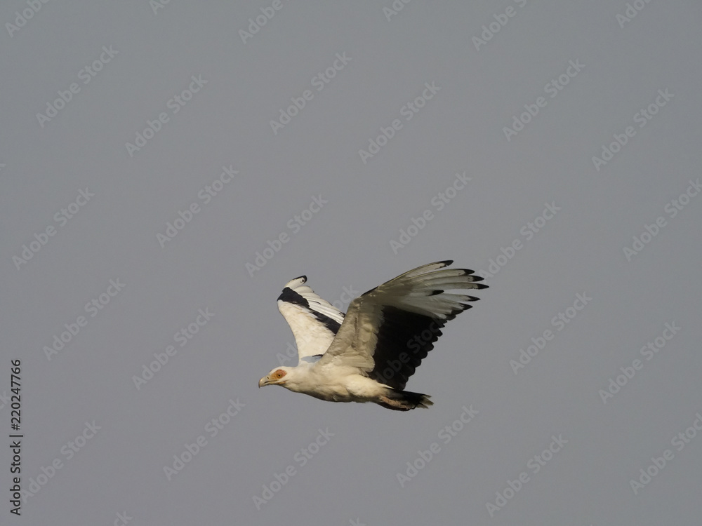 Palm-nut vulture, Gypohierax angolensis Palm-nut vulture, Gypohierax angolensis