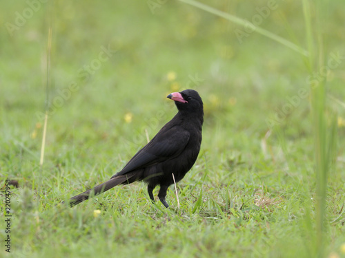Piapiac, Ptilostomus afer photo