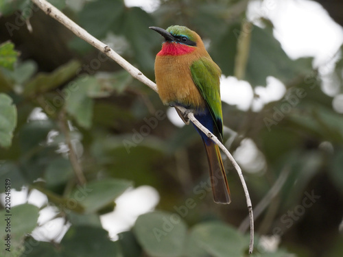 Red-throated bee-eater, Merops bulocki photo