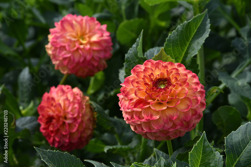 Fototapeta Naklejka Na Ścianę i Meble -  Pink Dahlia flower, dahlias in garden.