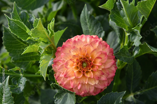 Fototapeta Naklejka Na Ścianę i Meble -  Pink Dahlia flower.