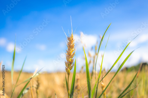 Finnish wheat field. Kajaani, Finland