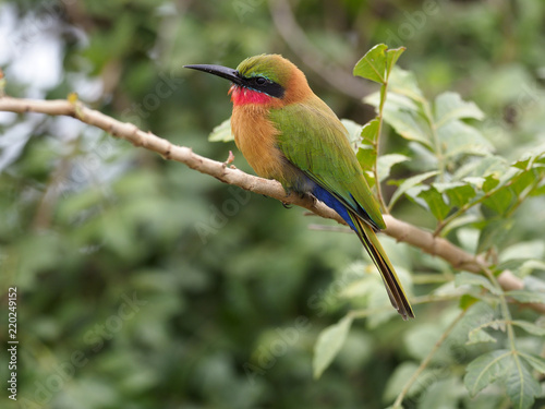 Red-throated bee-eater, Merops bulocki