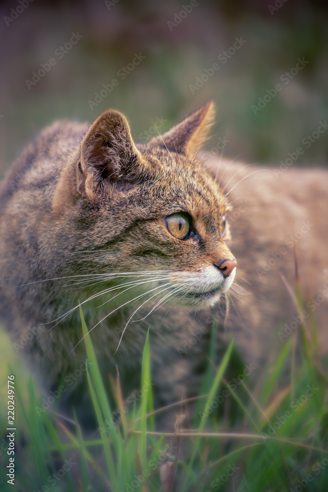 Scottish wildcat 