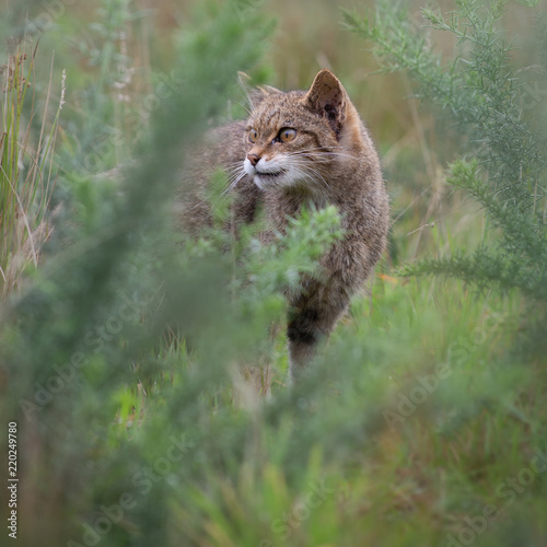 Scottish wildcat 