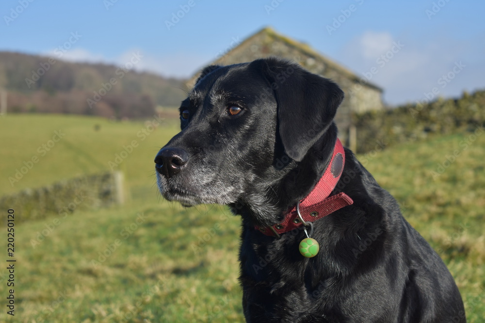 Black Labrador sitting in a field