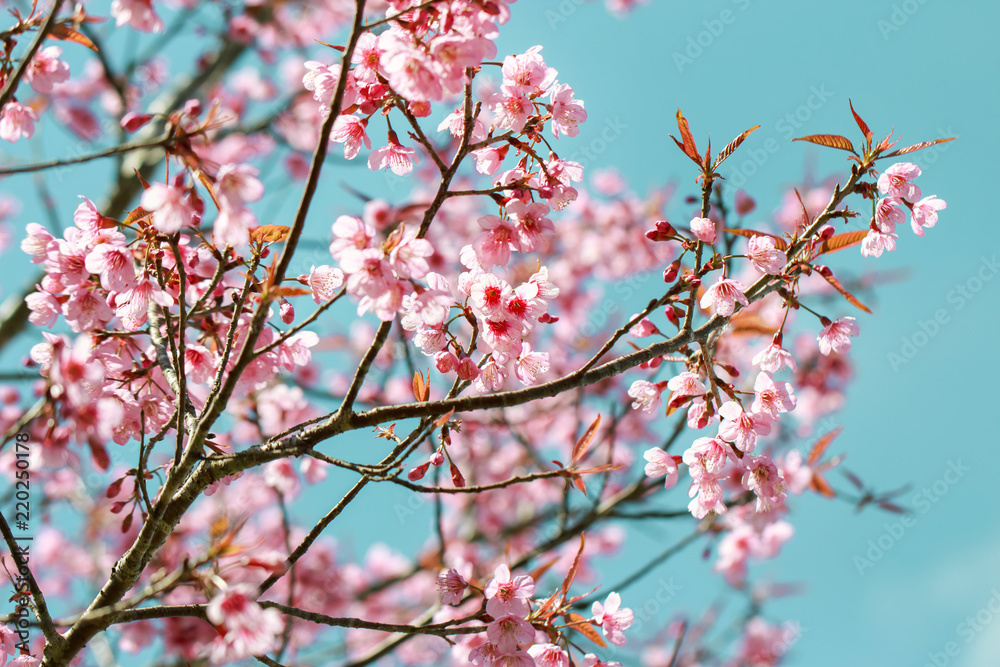 Wild Himalayan Cherry Blossoms in spring season (Prunus cerasoides), Sakura in Thailand, selective focus, Phu Lom Lo, Loei, Thailand. Wild Himalayan Cherry Blossoms in spring season (Prunus cerasoides), Sakura in Thailand, selective focus, Phu Lom Lo, Loei, Thailand.