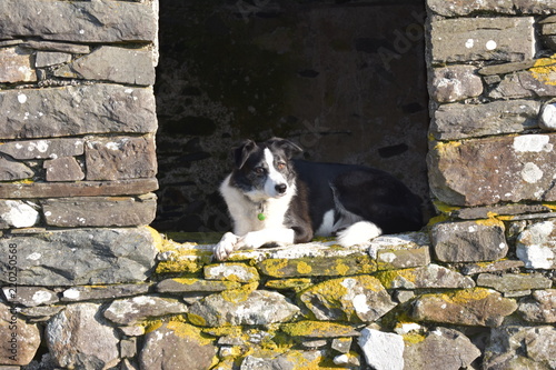 Sheepdog sitting on the window sill of an old building