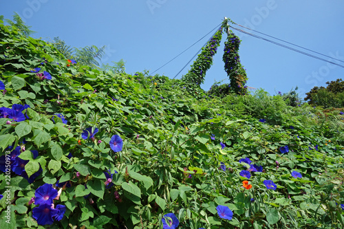 blaue winde photo