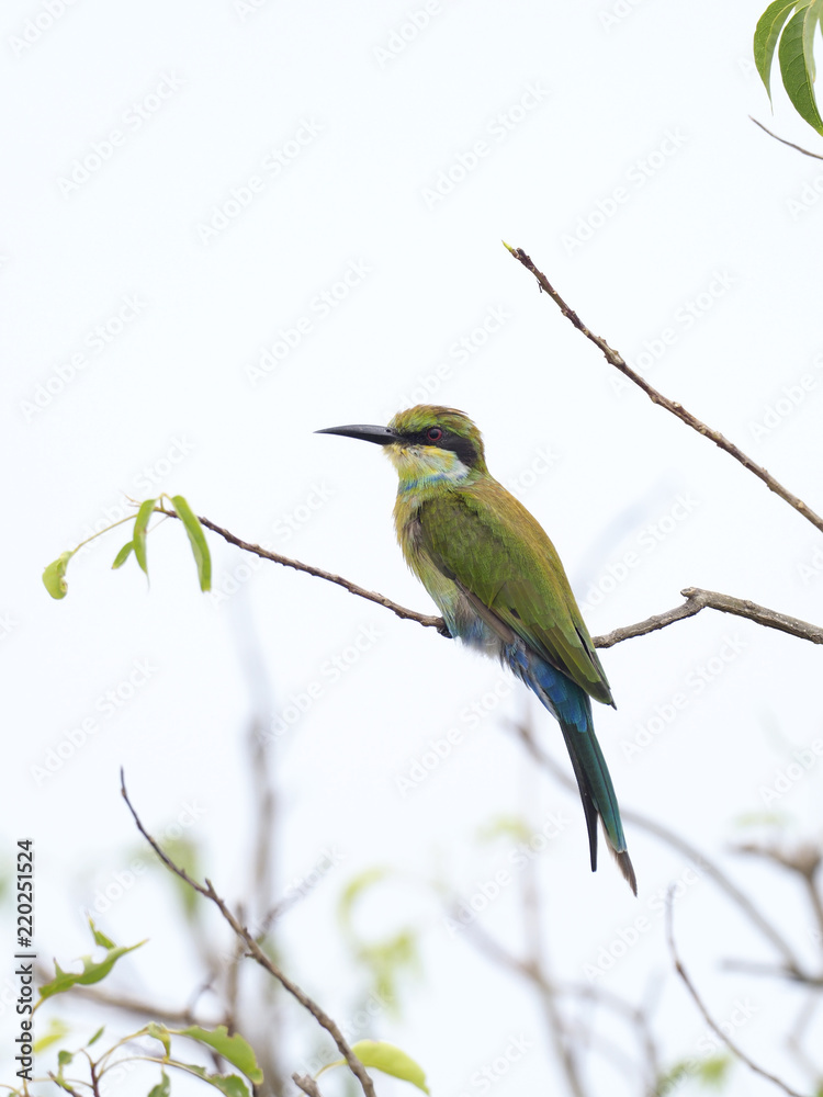 Swallow-tailed bee-eater, Merops hirundineus Swallow-tailed bee-eater, Merops hirundineus