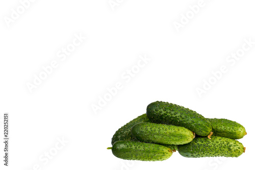 Fresh green cucumber isolated on the white background  copy space template.