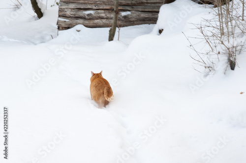 Red cat in the snow © Massimo Capuzzo