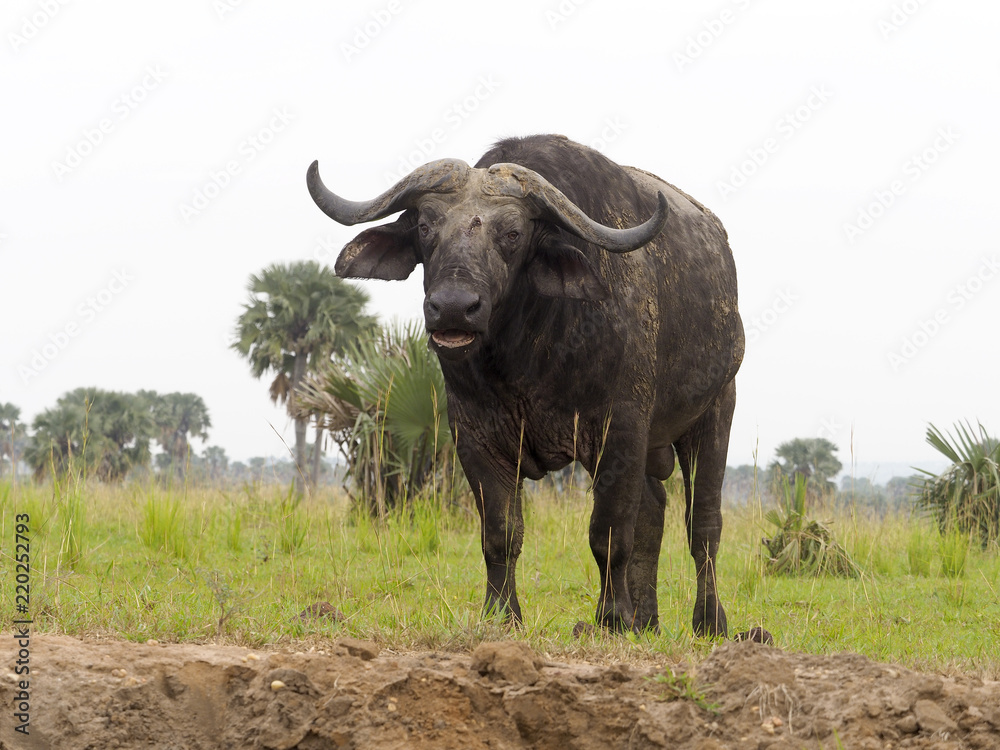 Fototapeta premium African buffalo, Syncerus caffer